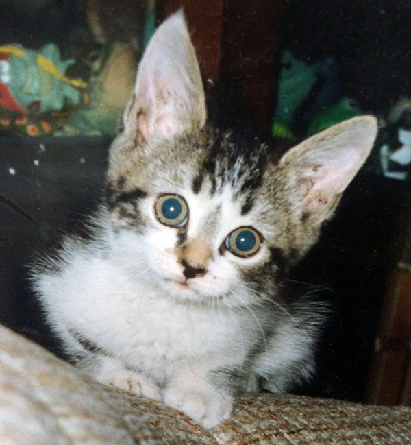 FELINE URINARY TRACT INFECTION PREVENTION